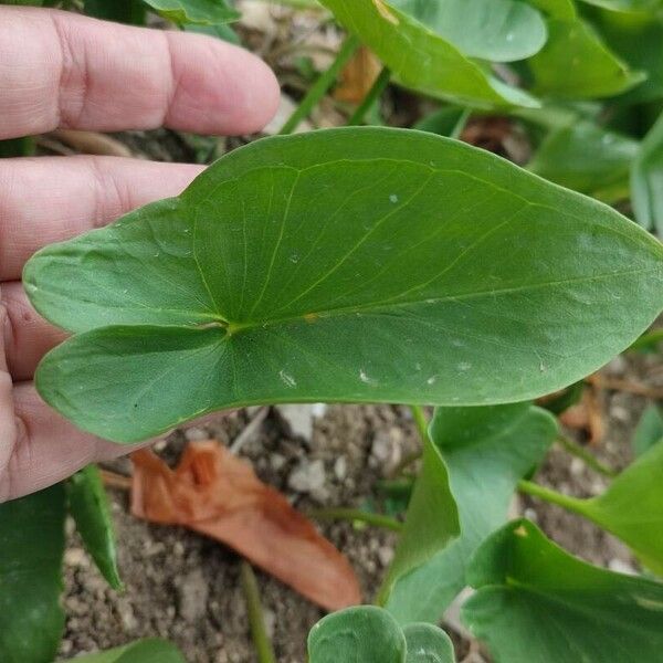 Arisarum simorrhinum Leaf
