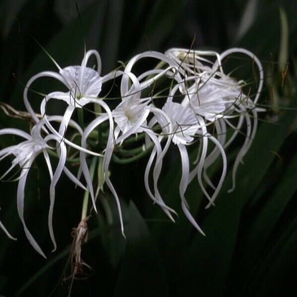 Hymenocallis littoralis Flower