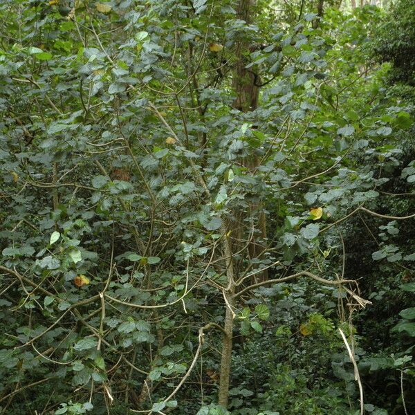 Hibiscus tiliaceus 整株植物