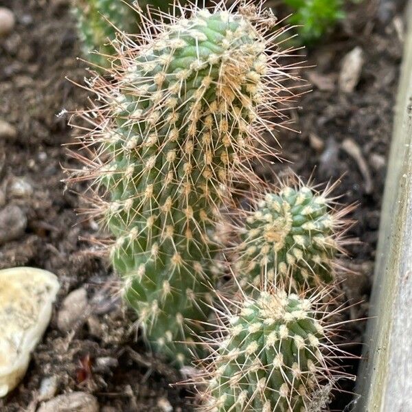 Cylindropuntia fulgida Φύλλο