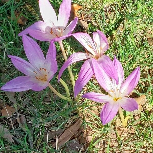 Colchicum lusitanum Blüte