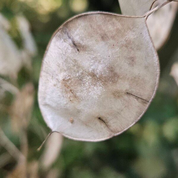 Lunaria annua Плод