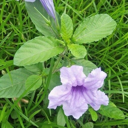 Ruellia tuberosa Kwiat