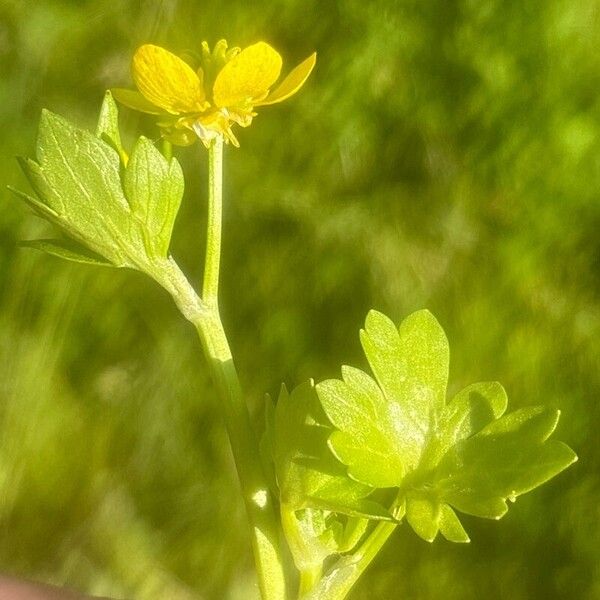 Ranunculus muricatus Leaf