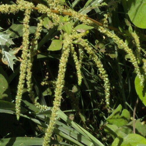 Amaranthus spinosus Flor