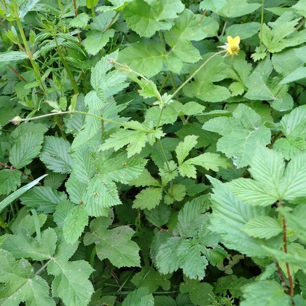 Geum urbanum Hábito