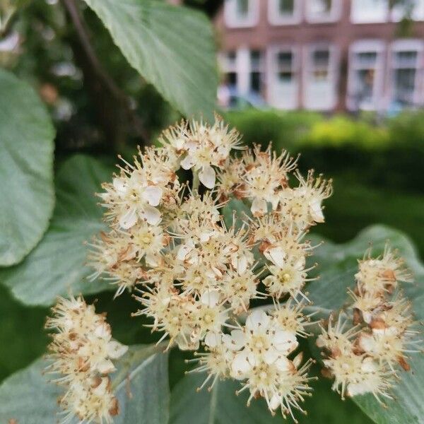 Aria edulis Flors