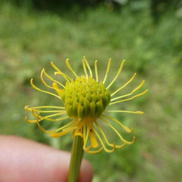 Trollius europaeus Plod