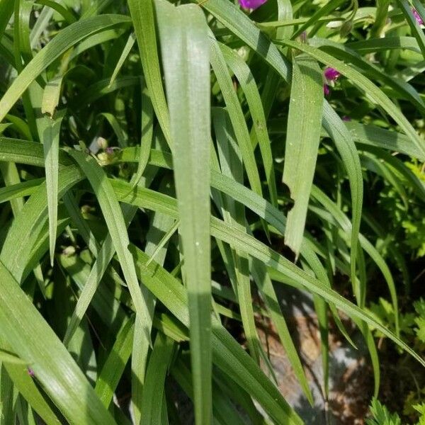 Tradescantia virginiana Ліст