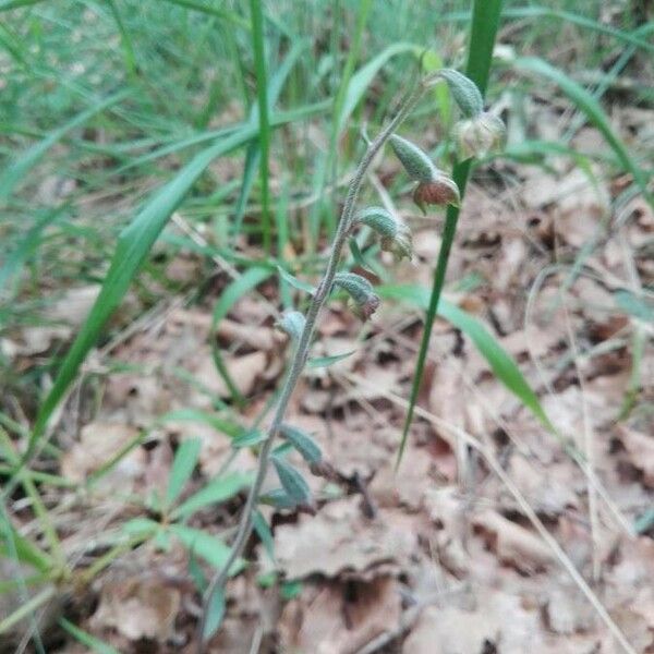 Epipactis microphylla Habitus