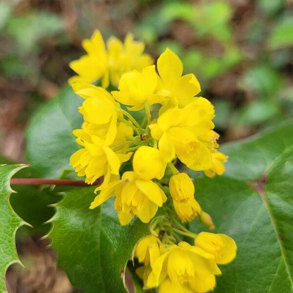 Mahonia aquifolium Flor