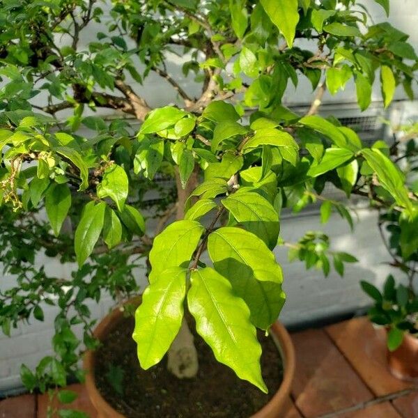 Wrightia religiosa পাতা