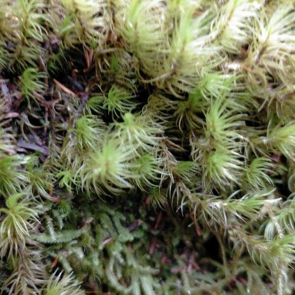 Tillandsia tricholepis Leaf