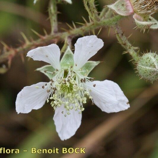 Rubus silvaticus Cvet