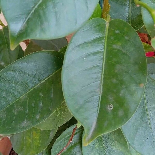 Mandevilla laxa Leaf