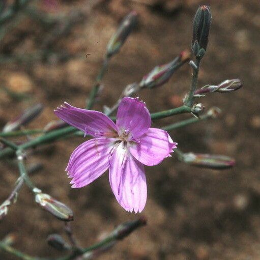 Stephanomeria exigua Кветка