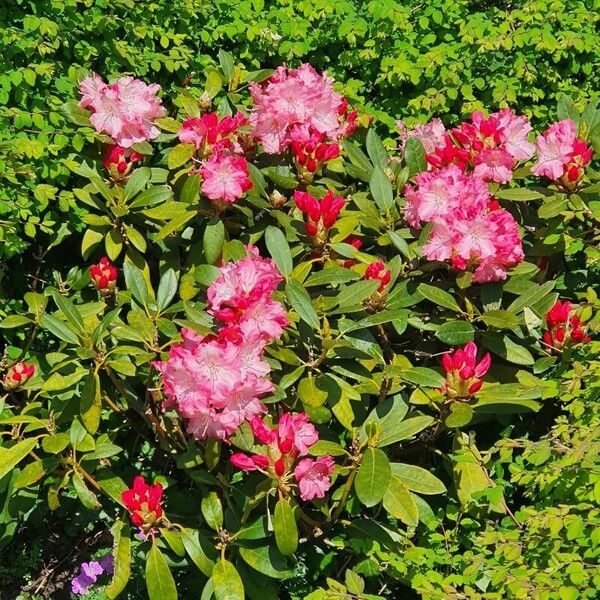 Rhododendron hirsutum Habitus