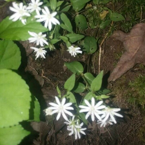 Stellaria pubera फूल