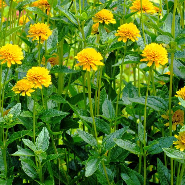 Heliopsis helianthoides Ліст