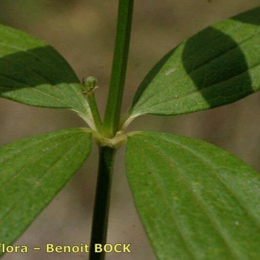 Galium rubioides Egyéb