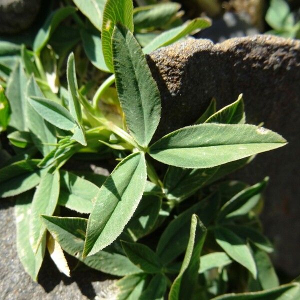 Trifolium alpinum Leht
