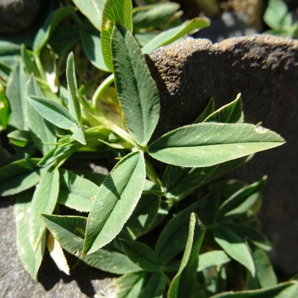 Trifolium alpinum পাতা