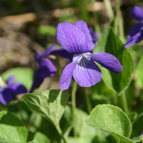 Viola adunca Цветок