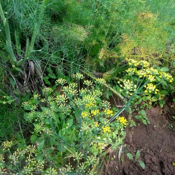 Foeniculum vulgare Kvet