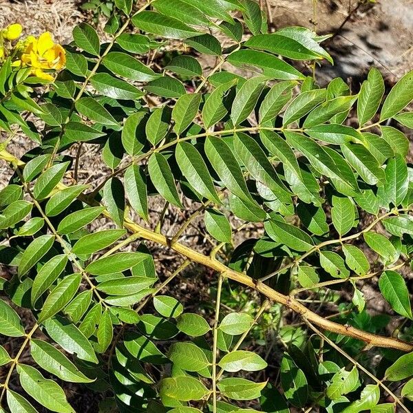 Senna occidentalis Folha