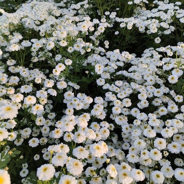 Tanacetum parthenium ফুল