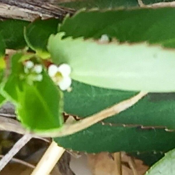 Euphorbia nutans 花