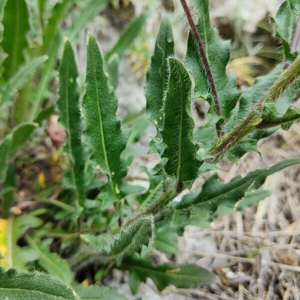 Hesperis laciniata Foglia