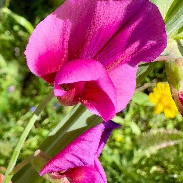 Lathyrus tingitanus फूल