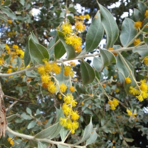 Acacia podalyriifolia Flor