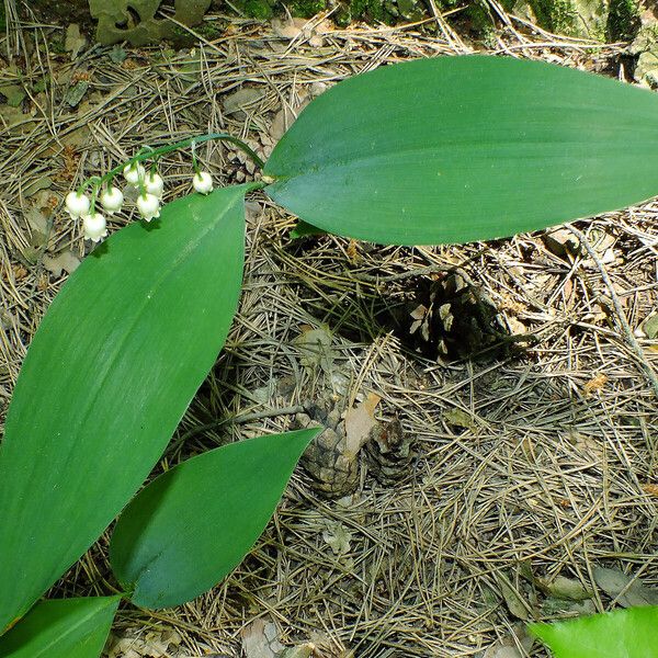 Convallaria majalis Leht