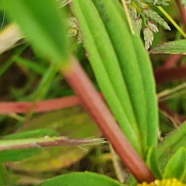 Flaveria trinervia ഇല