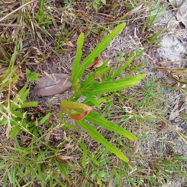 Acrostichum aureum Leaf