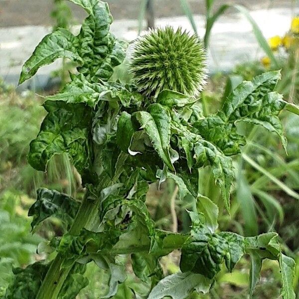 Echinops sphaerocephalus Кветка