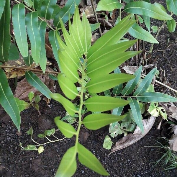 Acrostichum aureum Leaf