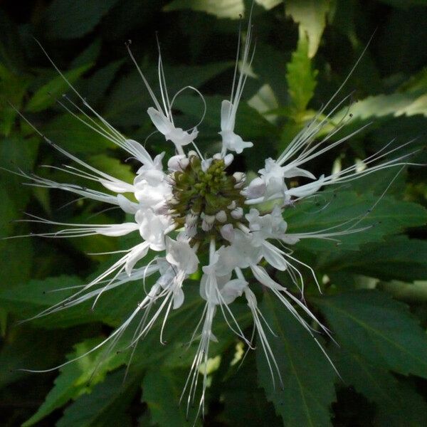 Orthosiphon aristatus Floare