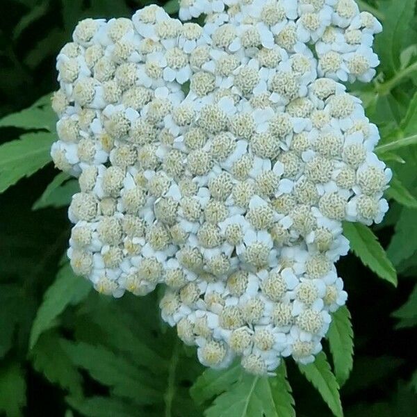 Tanacetum macrophyllum Flower