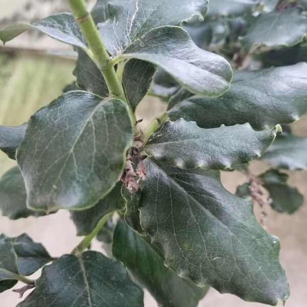 Garrya elliptica Leaf