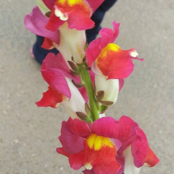 Antirrhinum australe Flor