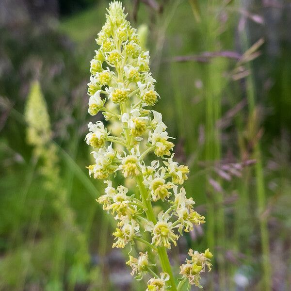 Reseda lutea Blüte