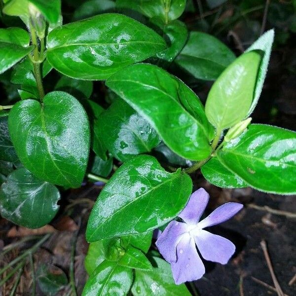 Vinca major Інше