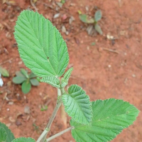 Waltheria indica ഇല