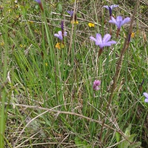 Aphyllanthes monspeliensis Blüte