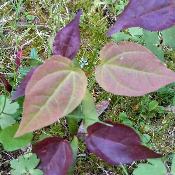 Fallopia convolvulus Folio