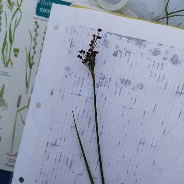 Juncus compressus Flower