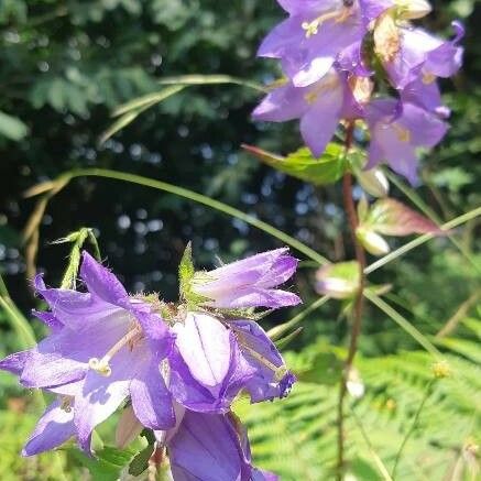 Campanula trachelium Kwiat